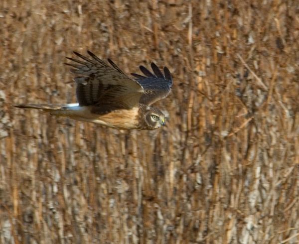 Northern Harrier