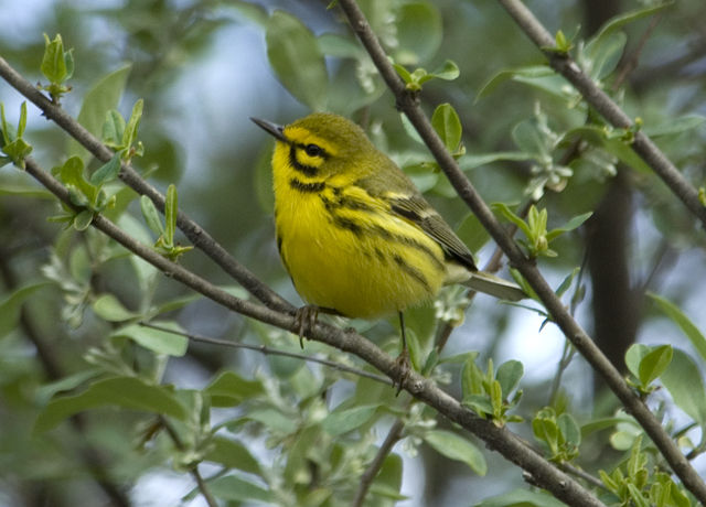 Prairie Warbler