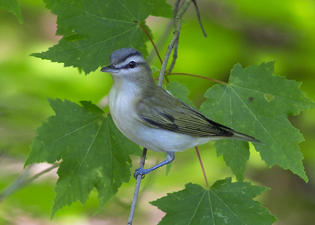 Red-eyed Vireo