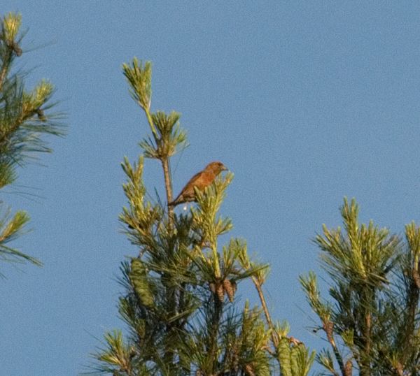 Red Crossbill