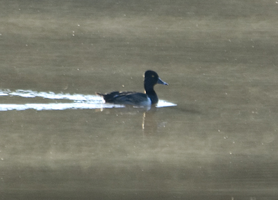 Ring-necked Duck