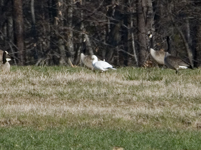 Ross's Goose