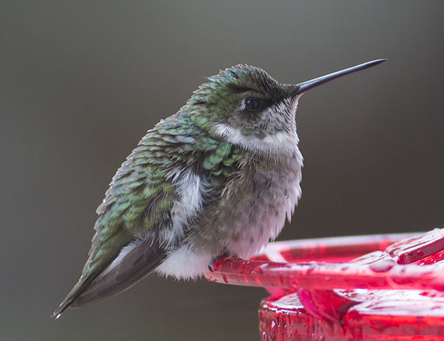 Ruby-throated Hummingbird
