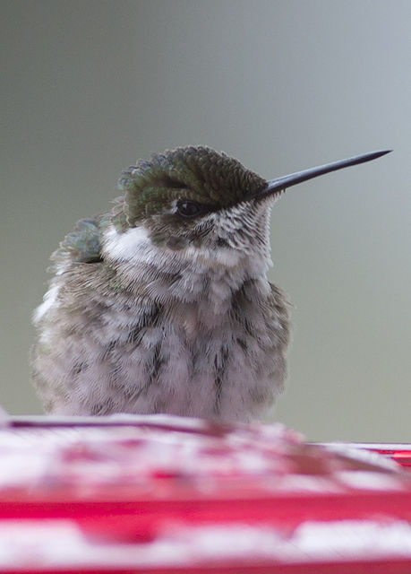 Ruby-throated Hummingbird