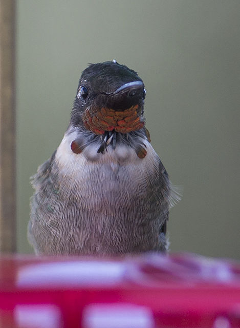 Ruby-throated Hummingbird
