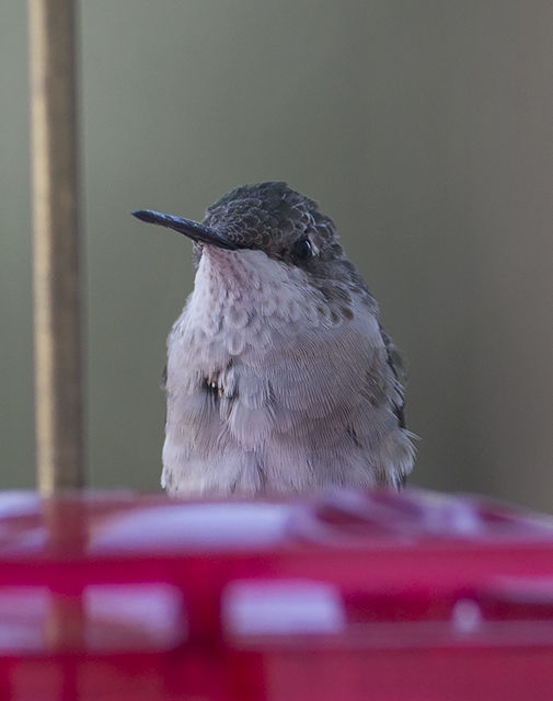 Ruby-throated Hummingbird