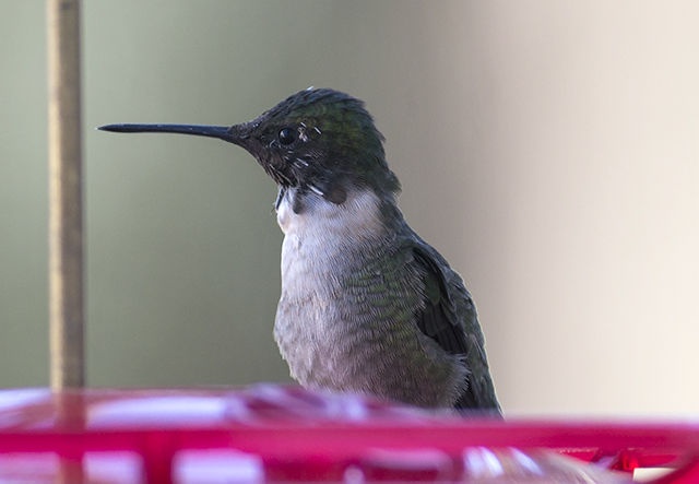 Ruby-throated Hummingbird