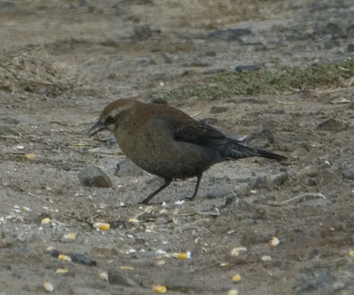 Rusty Blackbird