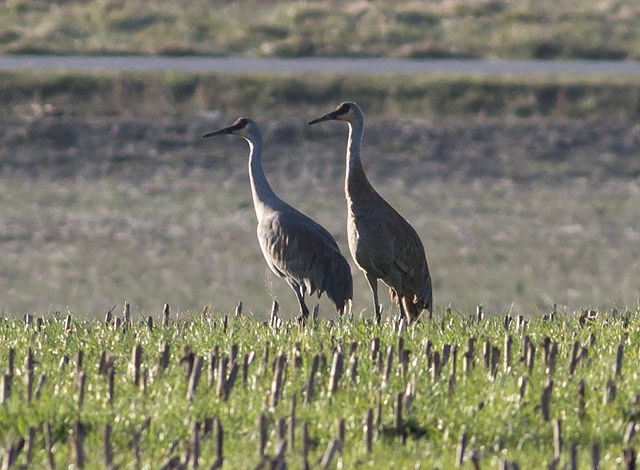 Sandhill Crane
