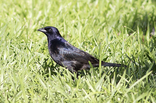 Shiny Cowbird