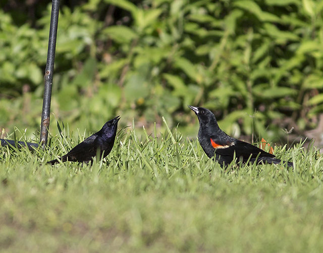 Shiny Cowbird