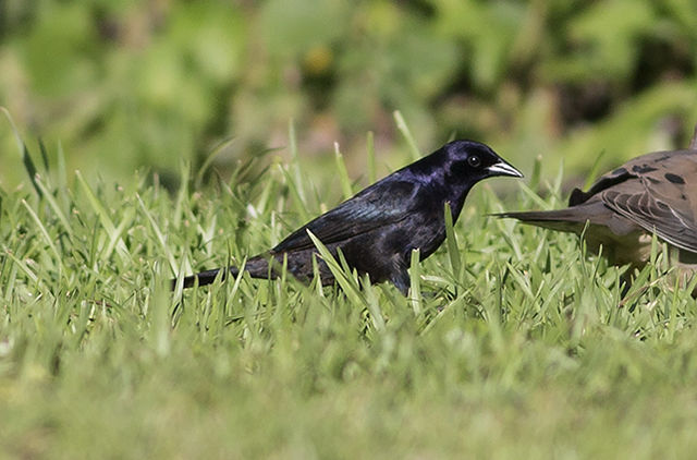 Shiny Cowbird