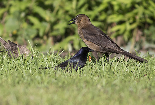 Shiny Cowbird