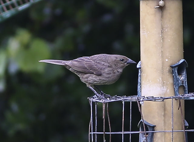 Shiny Cowbird