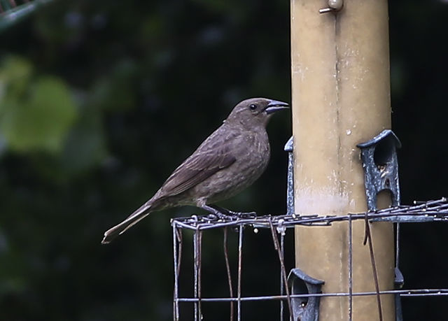 Shiny Cowbird
