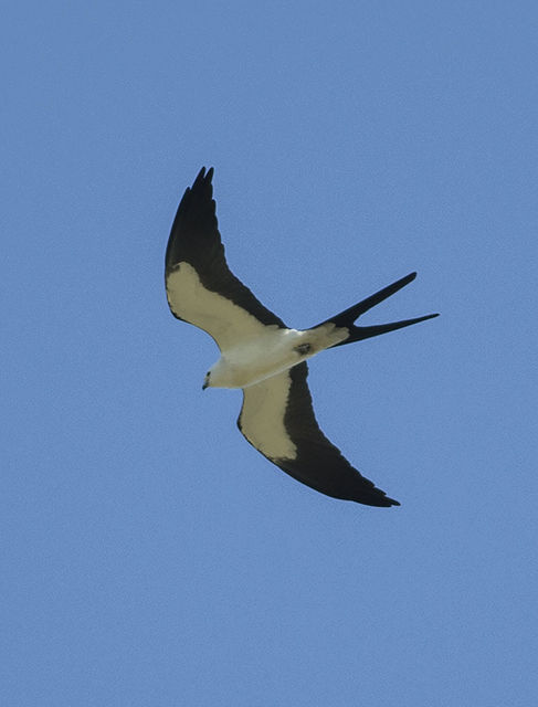Swallow-tailed Kite