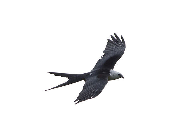Swallow-tailed Kite