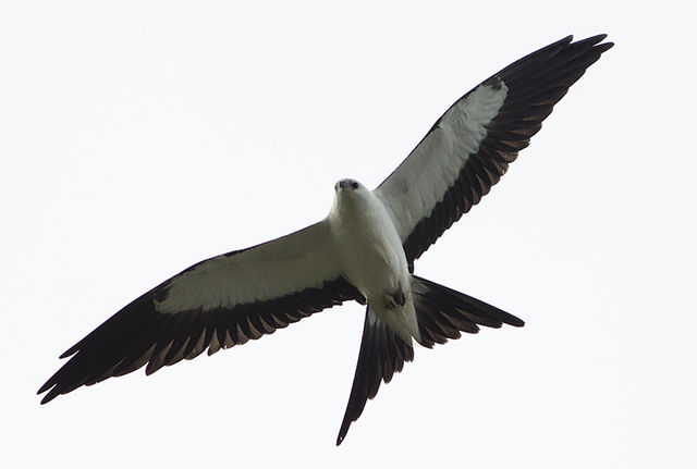 Swallow-tailed Kite