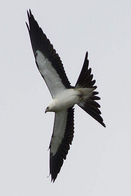 Swallow-tailed Kite