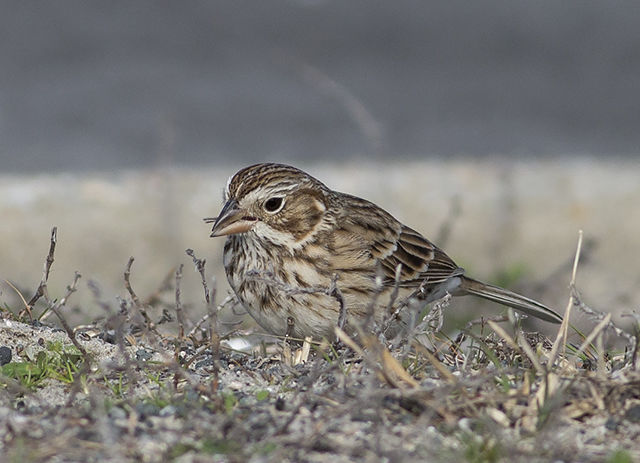 Vesper Sparrow
