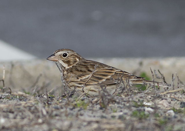 Vesper Sparrow