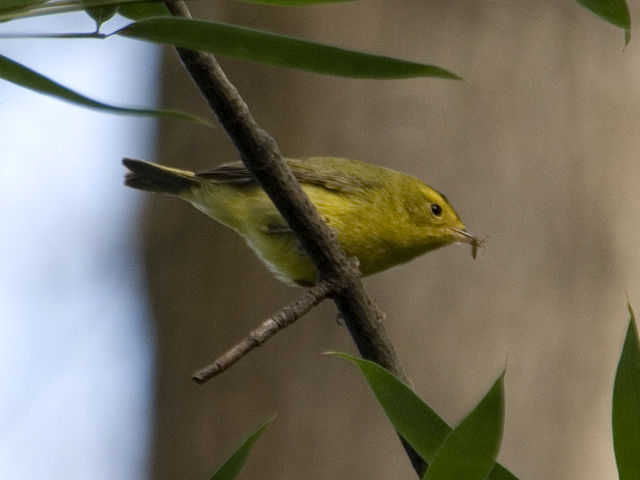 Wilson's Warbler