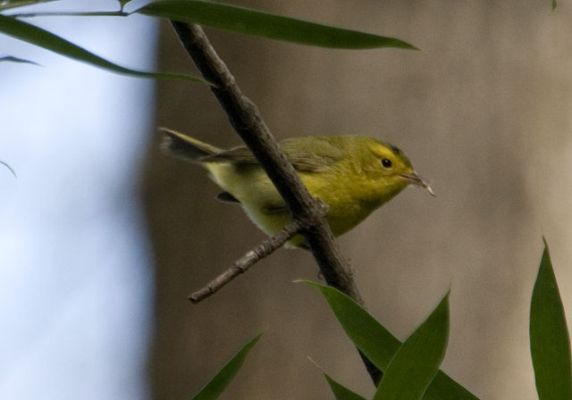 Wilson's Warbler