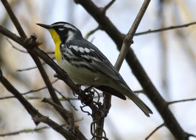 Yellow-throated Warbler