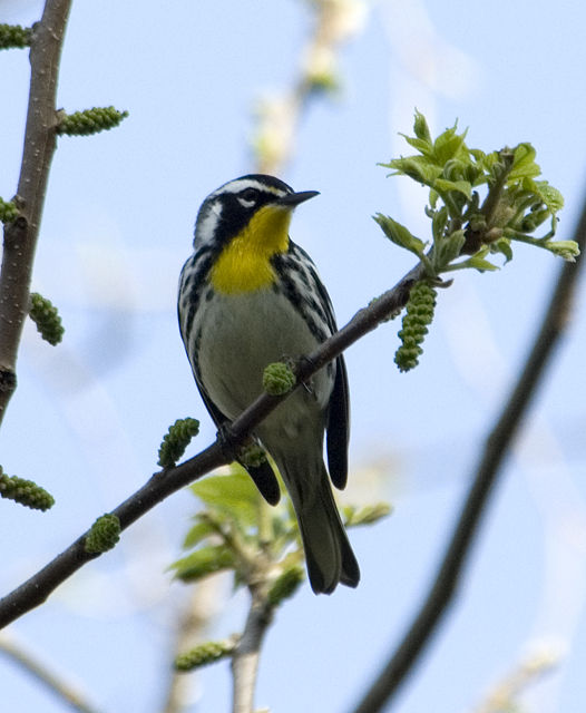 Yellow-throated Warbler