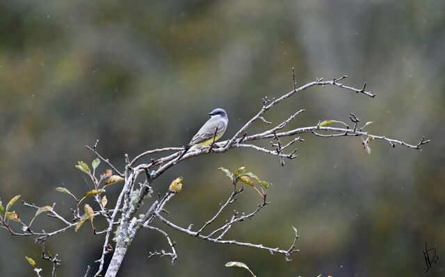 Cassin's Kingbird
