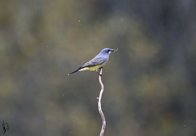 Cassin's Kingbird
