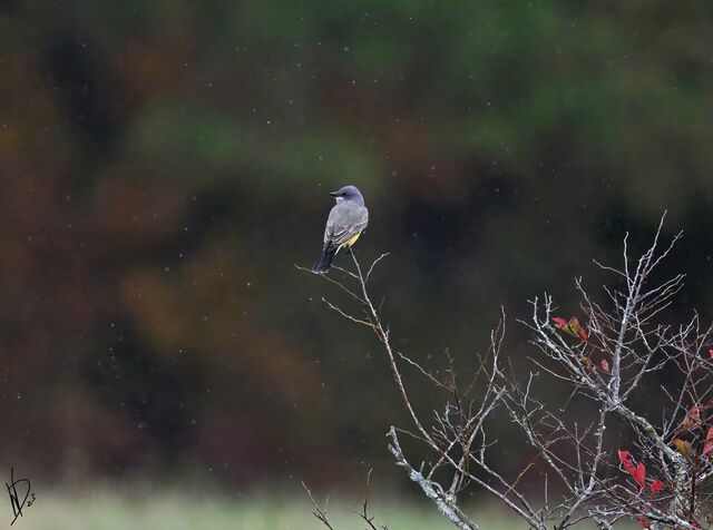 Cassin's Kingbird