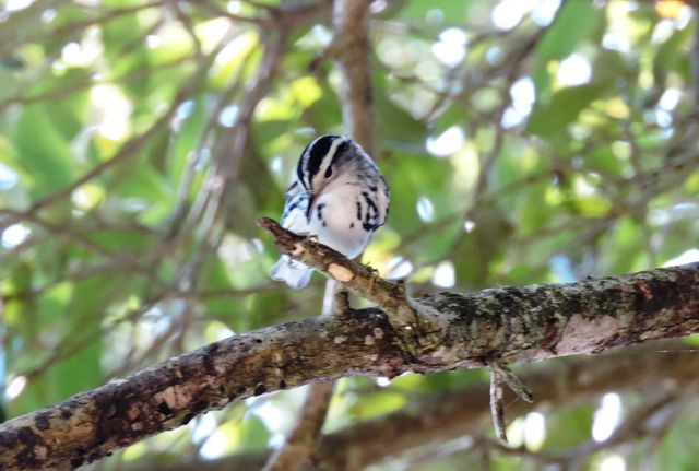 Black-and-white Warbler