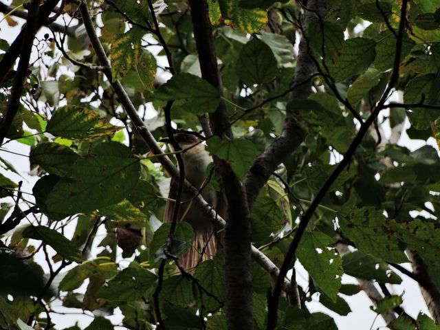 Black-billed Cuckoo