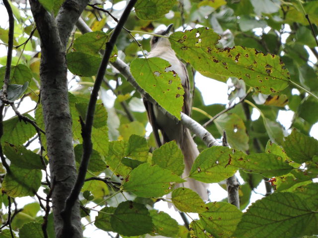 Black-billed Cuckoo