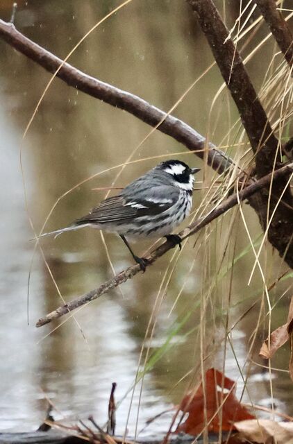 Black-throated Gray Warbler