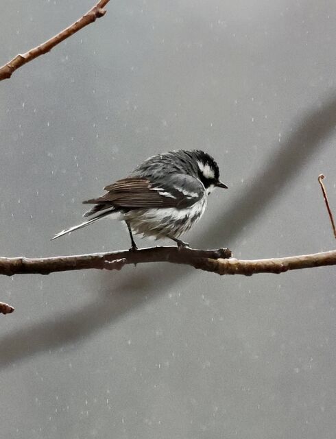 Black-throated Gray Warbler
