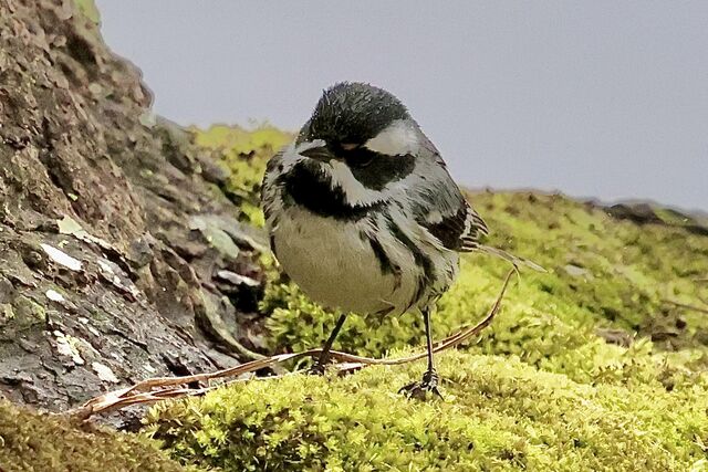Black-throated Gray Warbler