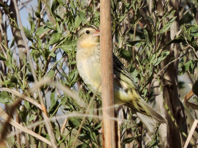 Bobolink
