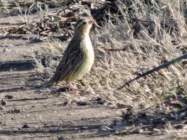 Bobolink