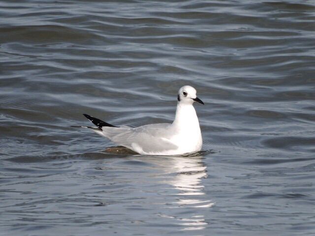 Bonaparte's Gull