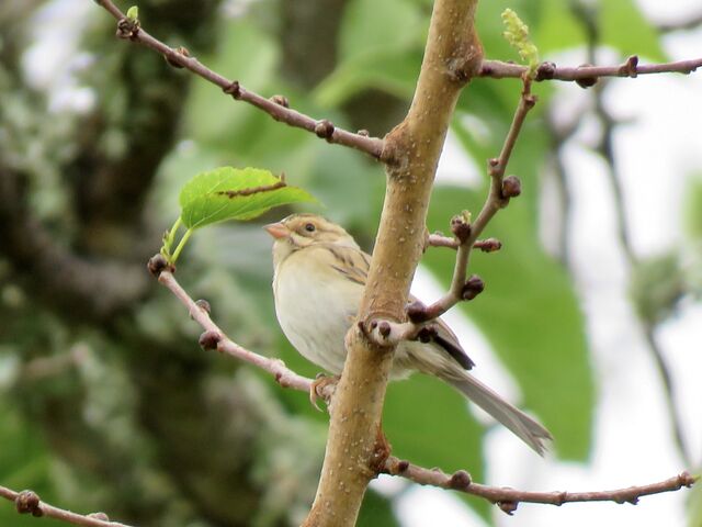 Clay-colored Sparrow