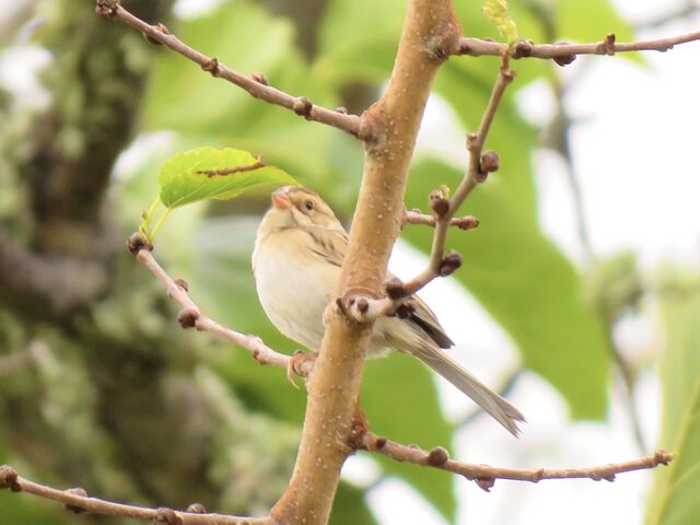 Clay-colored Sparrow