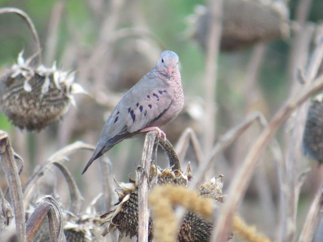 Common Ground-Dove