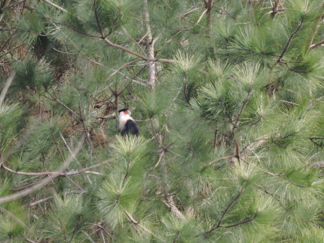 Crested Caracara