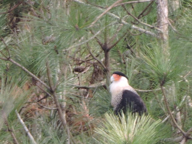 Crested Caracara