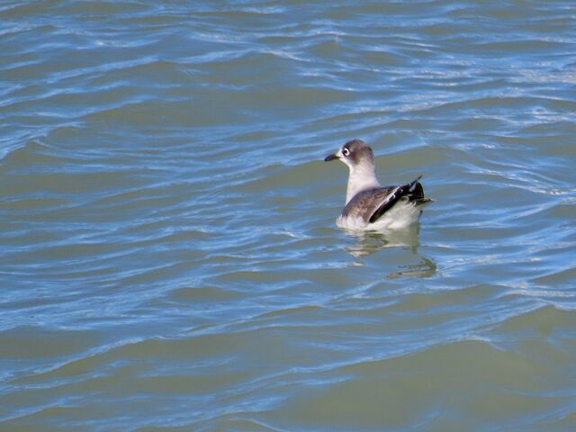 Franklin's Gull
