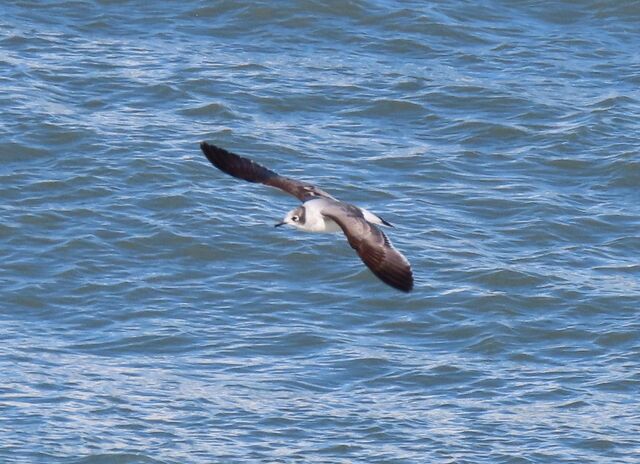 Franklin's Gull