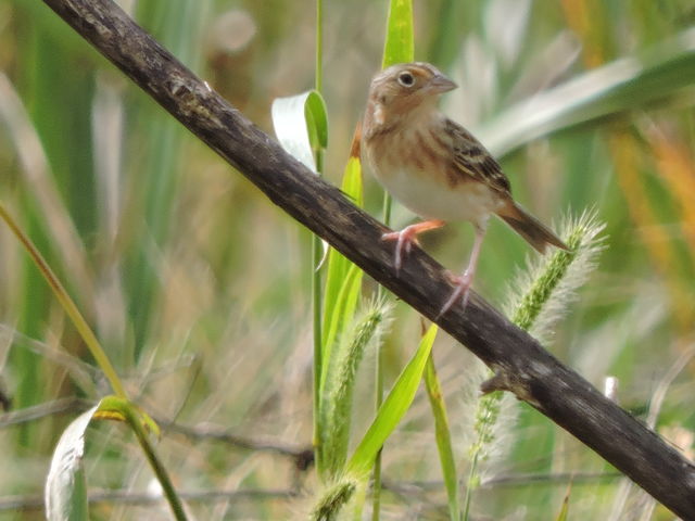 Grasshopper Sparrow