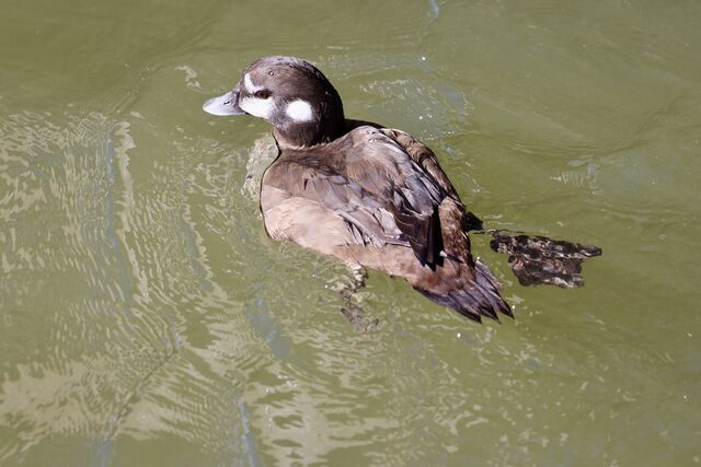 Harlequin Duck